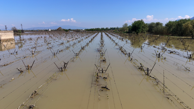 Manisa'da Gediz Nehri'nin taşması sonucu bağlar su altında kaldı