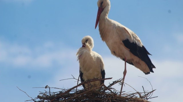 Kuşadası'nda 40 yıl sonra leylek sevinci
Leylek "Efe" ve "Ada" yeniden yuva kurdu