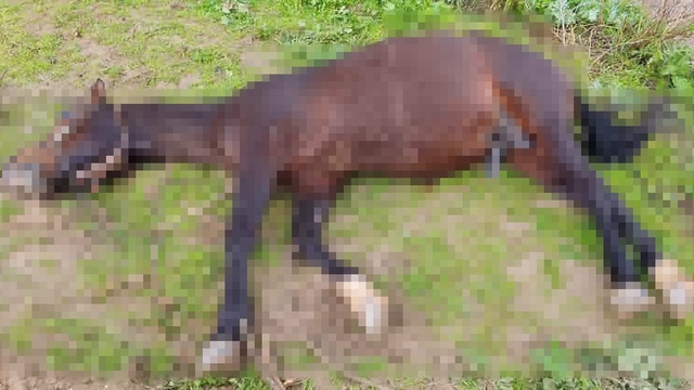 Şanlıurfa'da yıldırım isabet eden at telef oldu