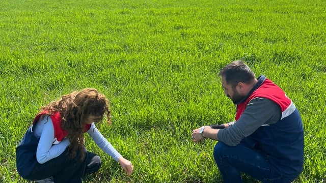 Bayat'ta hububat ekili alanlarda fenolojik gözlem yapıldı