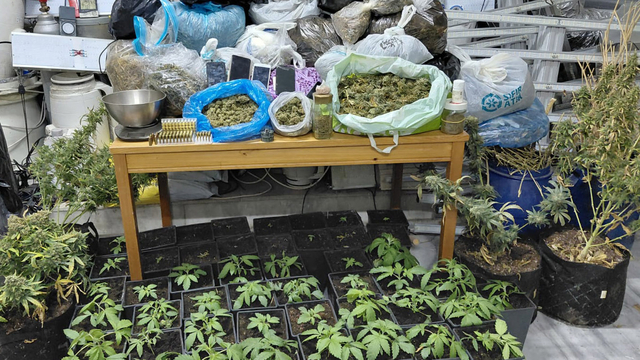 Tekirdağ'da evde Hint keneviri yetiştiren zanlı tutuklandı