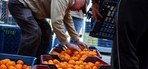 Mandalin üreticisine 5 milyon kazanç