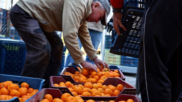 Mandalin üreticisine 5 milyon kazanç