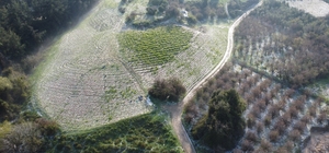 Mersin'de misket büyüklüğünde dolu etkili oldu: Orman ve bahçeler beyaza büründü