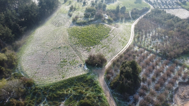 Mersin'de misket büyüklüğünde dolu etkili oldu: Orman ve bahçeler beyaza büründü
