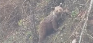 Sinop'ta yavru ayı yolda görüntülendi