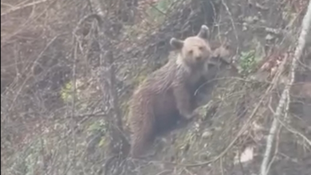 Sinop'ta yavru ayı yolda görüntülendi