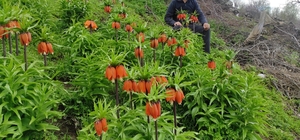 Baharın hüzünlü çiçeği: Doğu ve Güneydoğu Anadolu Bölgesi'nin sembolü ters lale yoğun ilgi görüyor