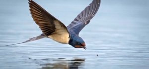 Antalya'da 3 günde 120'nin üzerinde kuş türü gözlemlendi