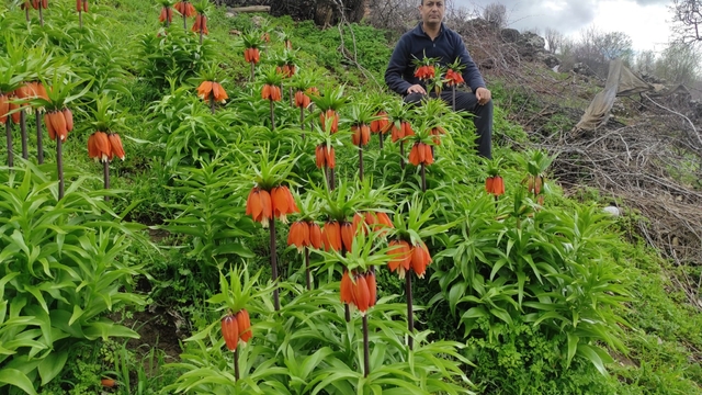 Baharın hüzünlü çiçeği: Doğu ve Güneydoğu Anadolu Bölgesi'nin sembolü ters lale yoğun ilgi görüyor