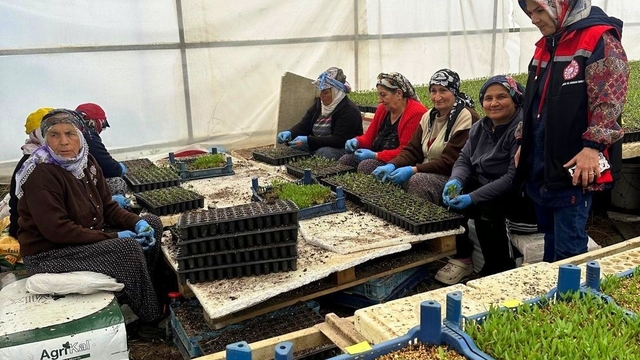 Erzincan'da seralarda fide denetimi sürüyor