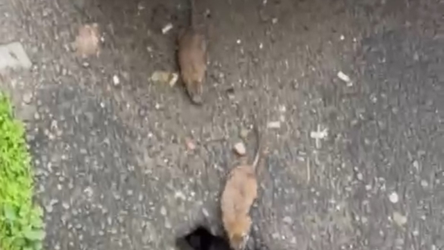 Tekirdağ'ın Çorlu ilçesinde sokakta fareler cirit atıyor