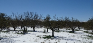 Malatya'da kayısıda don endişesi