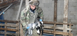 Yozgatlı keçi yetiştiricisi kireçli yöntemle hayvan kayıplarını önledi