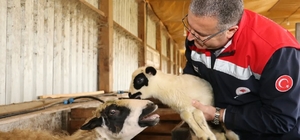 Bafra’da organik hayvancılığa yerinde inceleme