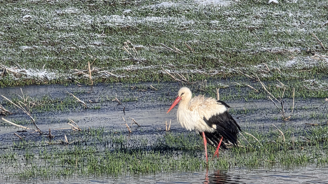 Sivas'ta soğuk hava ve kar yağışı etkili oldu