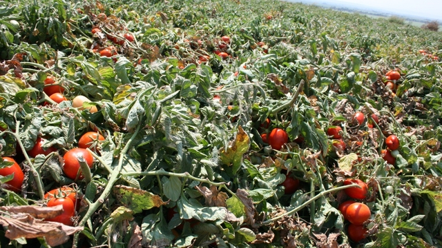 Karacabey'de salçalık domates ekiminde "serbest"in fazla olması bekleniyor