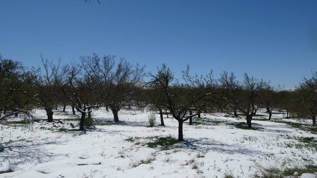 Malatya'da kayısıda don endişesi