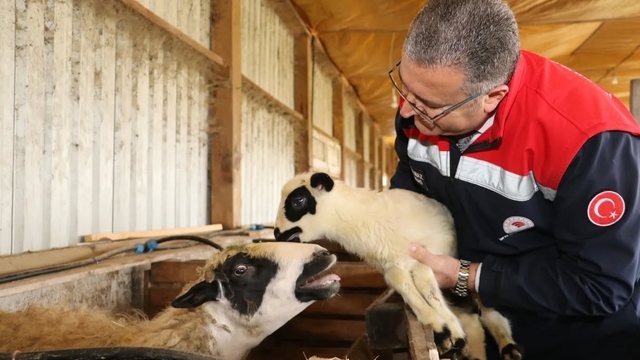 Bafra'da organik hayvancılığa yerinde inceleme