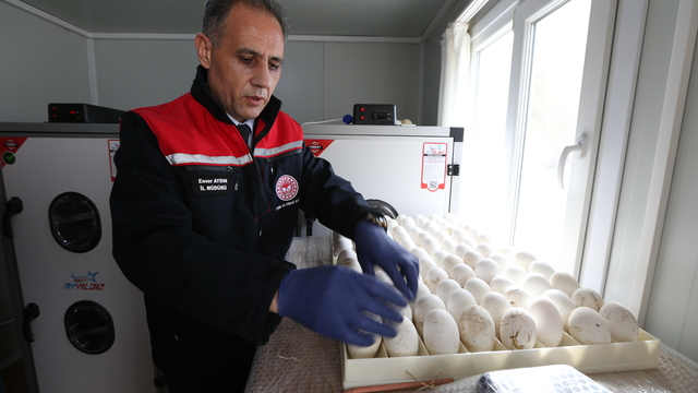 Kars'ta kaz varlığının artırılması için 1500 yumurta kuluçkaya alındı