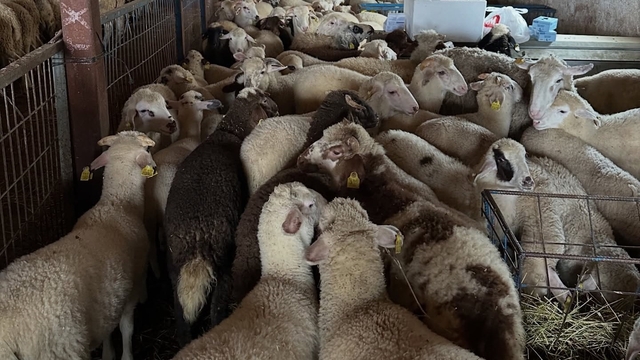 Aydıntepe'de şap hastalığına yönelik NSP ve bağışıklık takibi başlatıldı