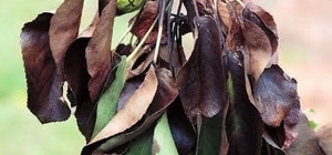 Meyve üreticilerine ateş yanıklığı uyarısı