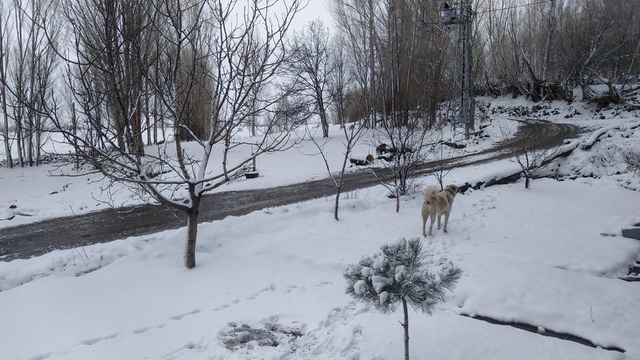 Iğdır'da nisan sürprizi: Yüksek kesimlerde kar, merkezde yağmur etkili