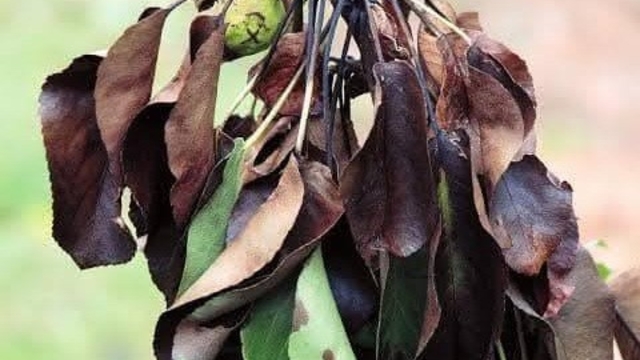 Meyve üreticilerine ateş yanıklığı uyarısı