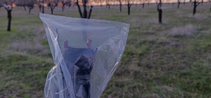 Uşak’ta badem üreticilerine don uyarısı