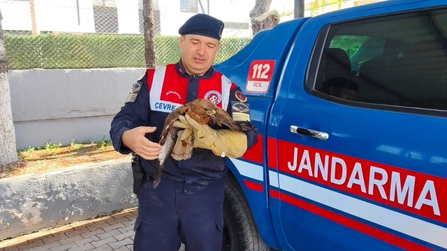 Yozgat'ta yaralı bulunan kızıl şahin tedaviye alındı