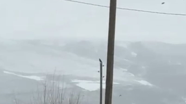 Kent merkezine inen kurt, cep telefonuyla görüntülendi