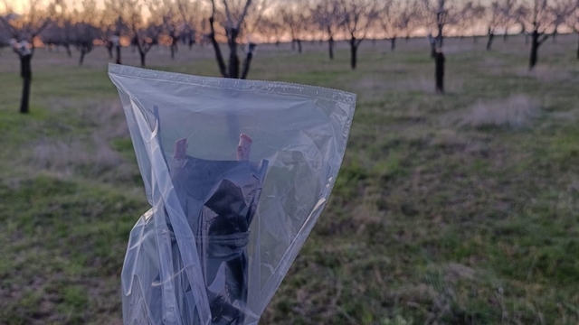 Uşak'ta badem üreticilerine don uyarısı