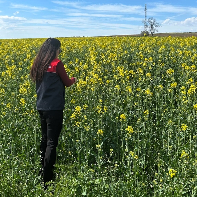 Pehlivanköy'de çiçek açan kanola bitkinin fizyolojik gelişimi incelendi