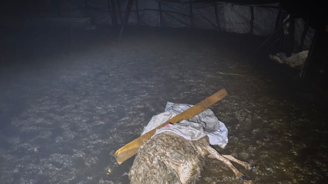 Şırnak'ta fırtına ağılı yıktı: 6 koyun telef oldu
Habere giden muhabir bölgede mahsur kaldı