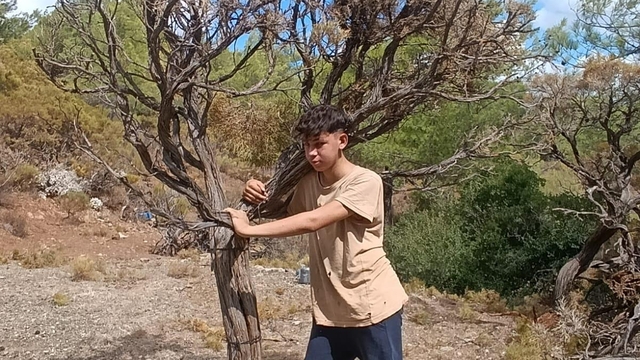 Marmaris'te toplanan kuru gevenler ekonomiye kazandırılırken yangın riski de azaltılıyor