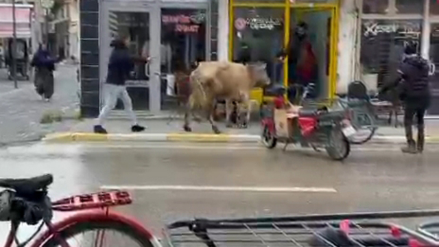 Kaçan inek, berber dükkanı ile çay ocağına girmeye çalıştı