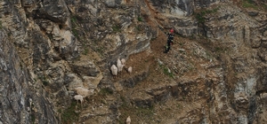 Kayalıklardaki sürüye cansiparane kurtarma