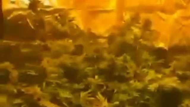 İzmir'de uyuşturucu operasyonu: 2 gözaltı