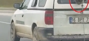 Hafif ticari aracın kırık camından etrafı izleyen köpek kamerada