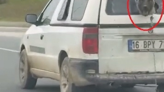 Hafif ticari aracın kırık camından etrafı izleyen köpek kamerada