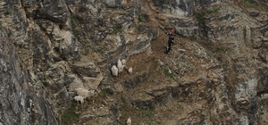 Yabani hayvandan korkup sarp kayalıkta mahsur kalan keçilere kurtarma operasyonu