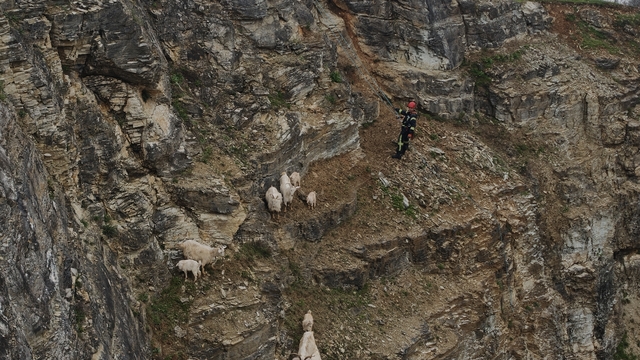 Yabani hayvandan korkup sarp kayalıkta mahsur kalan keçilere kurtarma operasyonu