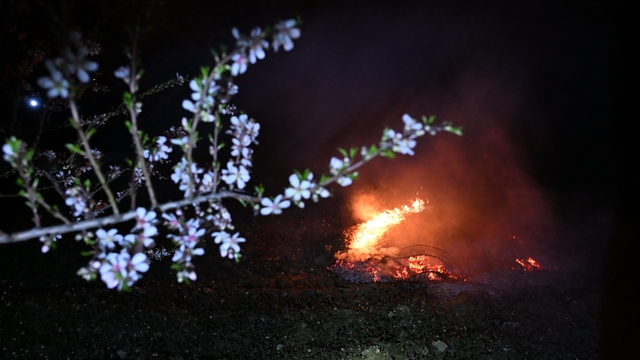 Manisa'da don nöbeti
Badem bahçelerinde ürericiler don olayına karşı gece mesaisinde