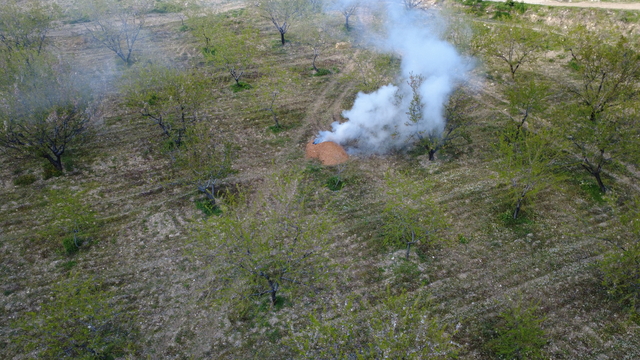 Manisa'da üreticilerden 'zirai don' nöbeti; badem ağaçlarına dumanlı koruma