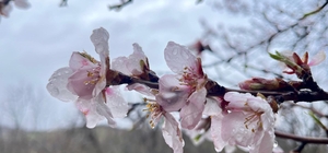 Hizan'da badem ağaçları çiçek açtı