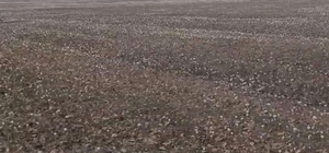 Özalp’te baharın müjdecisi çiğdemler açtı