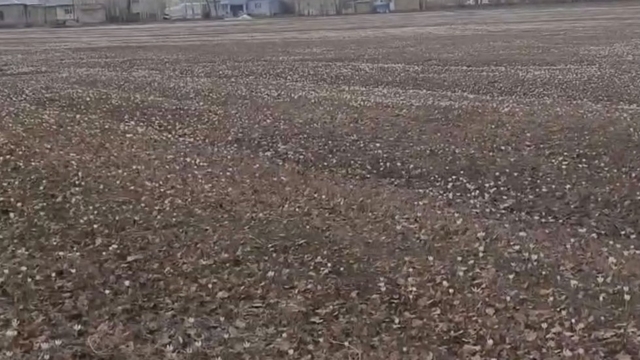 Özalp'te baharın müjdecisi çiğdemler açtı