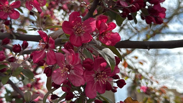 Diyarbakır'da ağaçlar 'kırmızıya' büründü