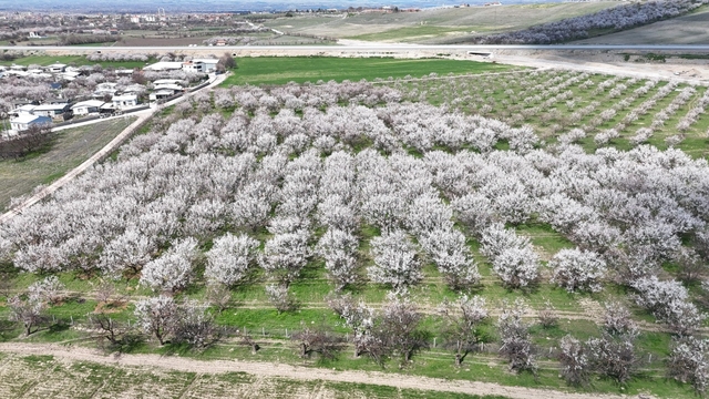 Malatya'da kayısıda iklim endişesi devam ediyor