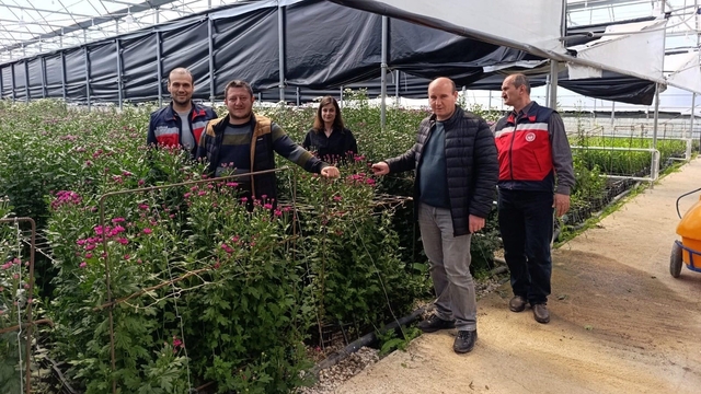 Simav'daki seralarda domatese alternatif kesme çiçek üretimi